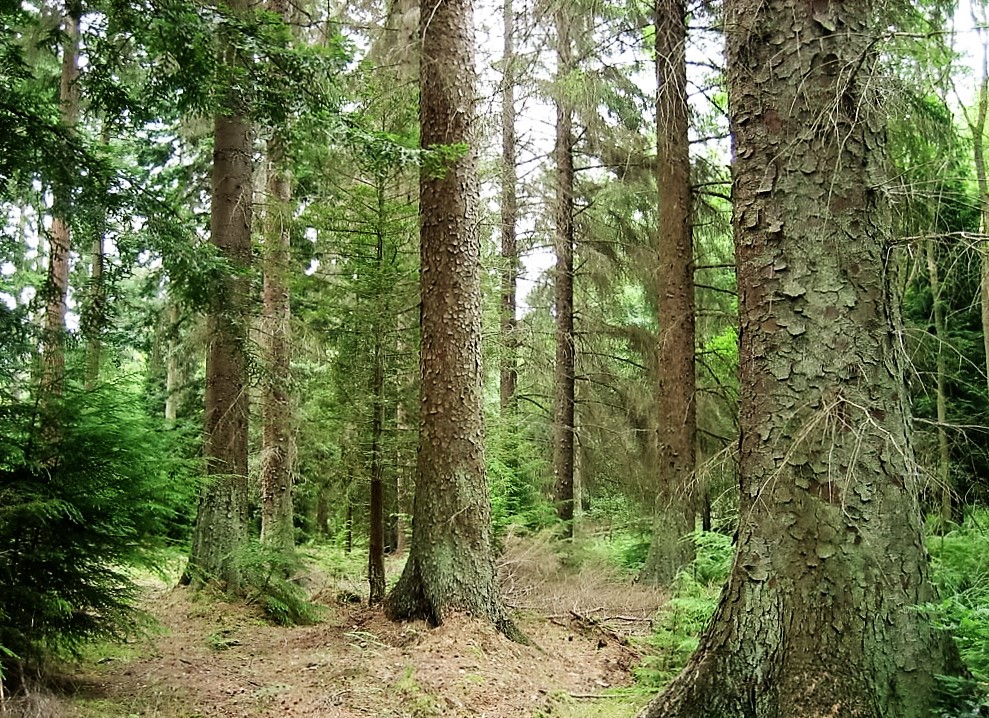 A sunny Sitka spruce woodland. 