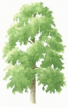 Small-leaved lime tree illustration
