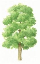Sweet chestnut tree illustration