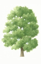 Sycamore tree illustration