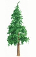Western hemlock tree illustration
