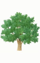 Yew tree illustration
