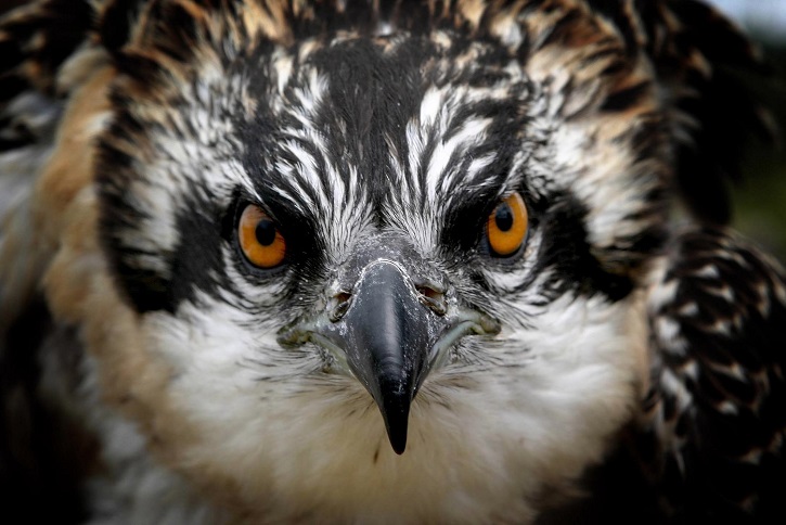 Close up of large bird of prey with orange eyes staring directly at camera