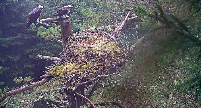Two ospreys standing above a nest deep in a dark forest