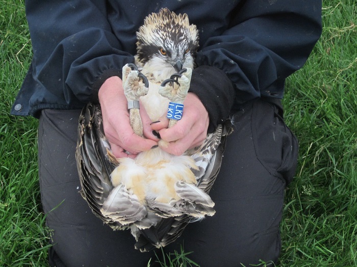 Person kneeling on grass holding a young osprey