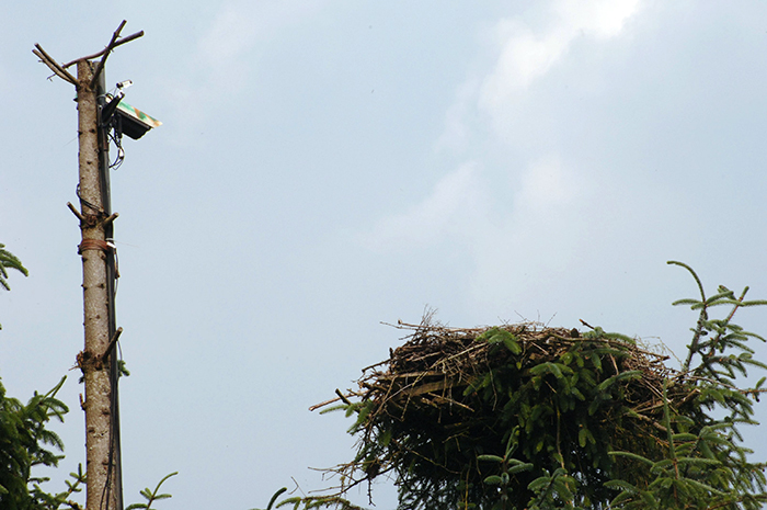 Osprey nest on top of large pole