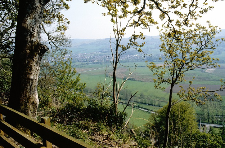 Viewpoint over a wooden fence from the edge of a forest overlooking green farmland