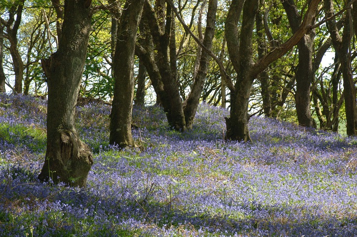 A forest floor covered in bluebell flowers with tree trunks rising up
