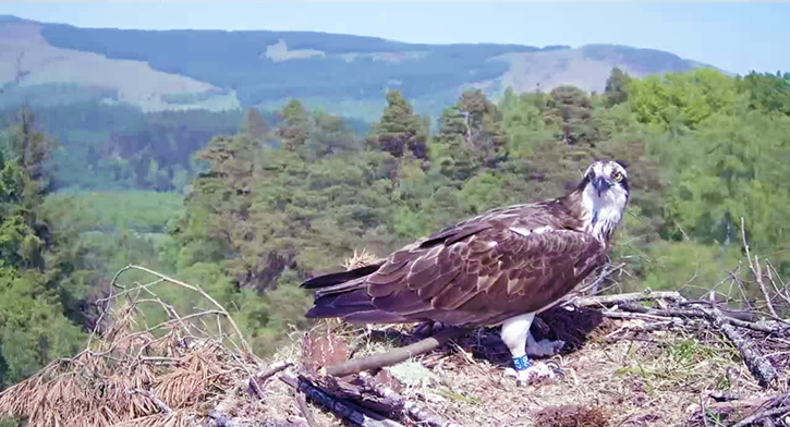 Large rown and white bird (Osprey) sitting in open nest with green-leaved forest beyond