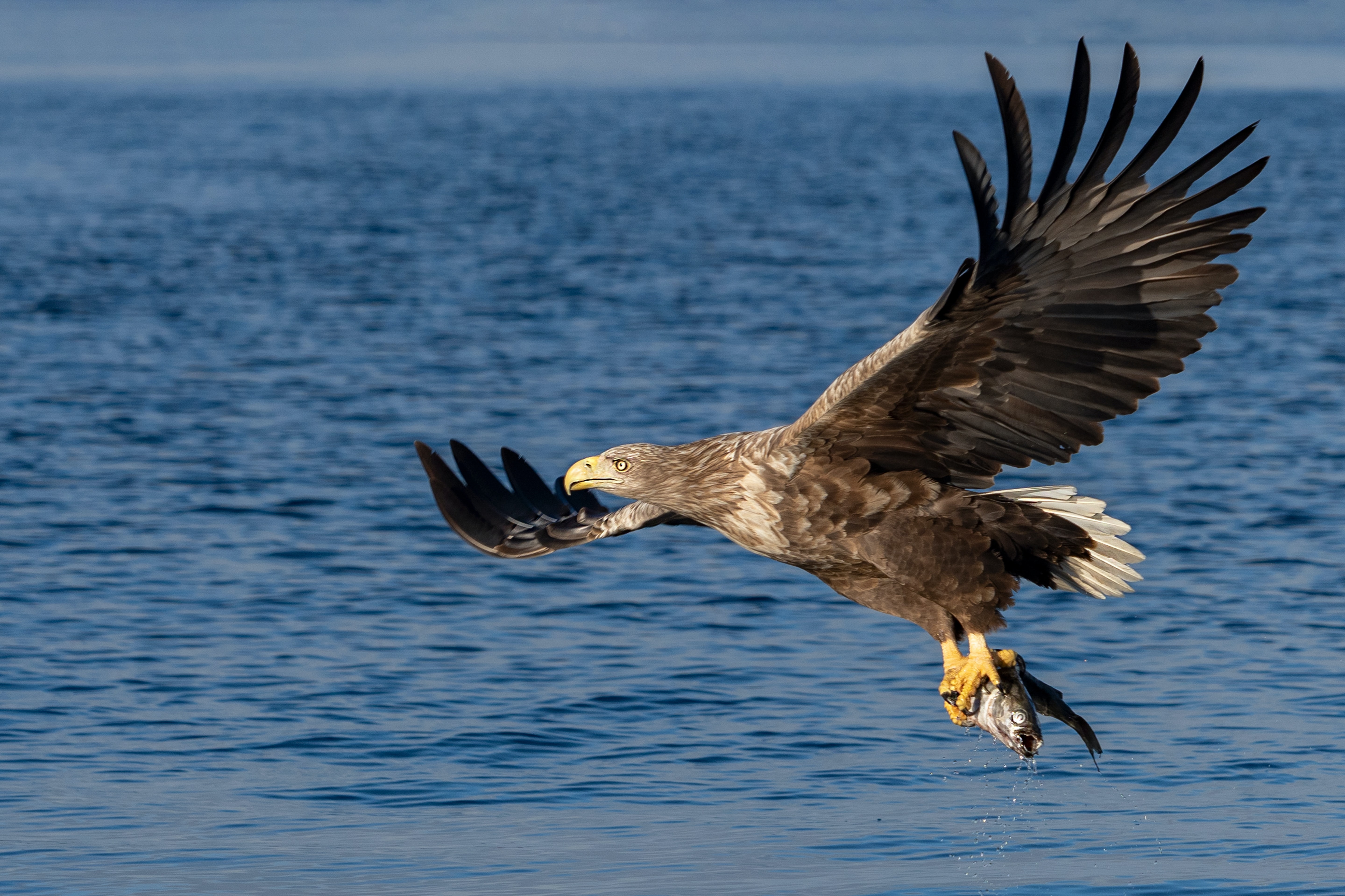 Sea eagle flying over the sea with a fish in its talons