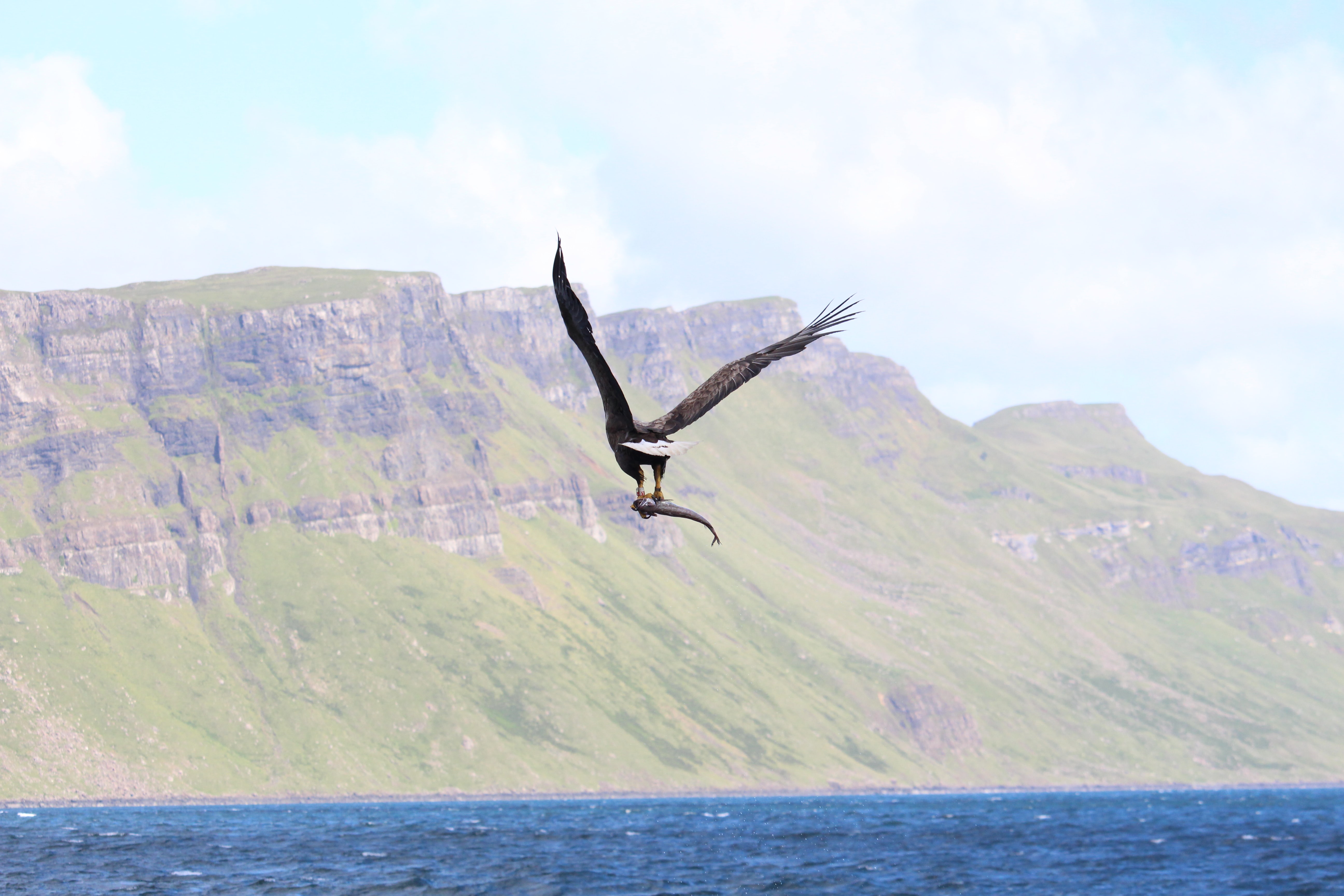 Sea eagle flying over blue sea with green cliffs behind