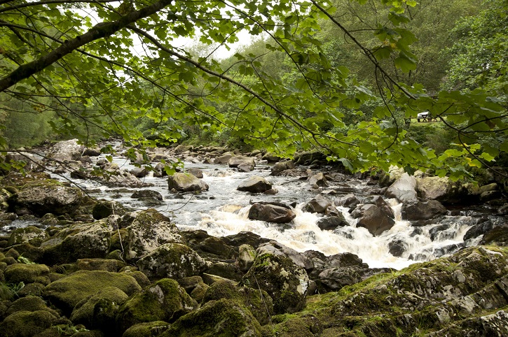 A river rushing amongst rocks surrounded by green forest
