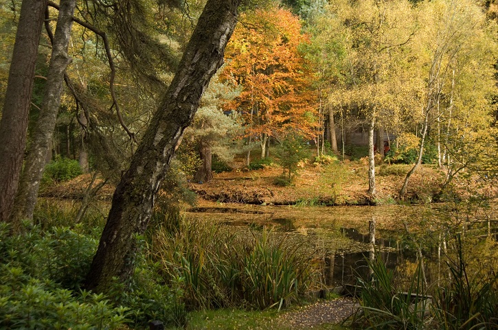 Forest scene with trees with various coloured leaves,  still body of water and lots of green foliage