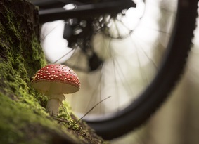 Mushroom and bike wheel
