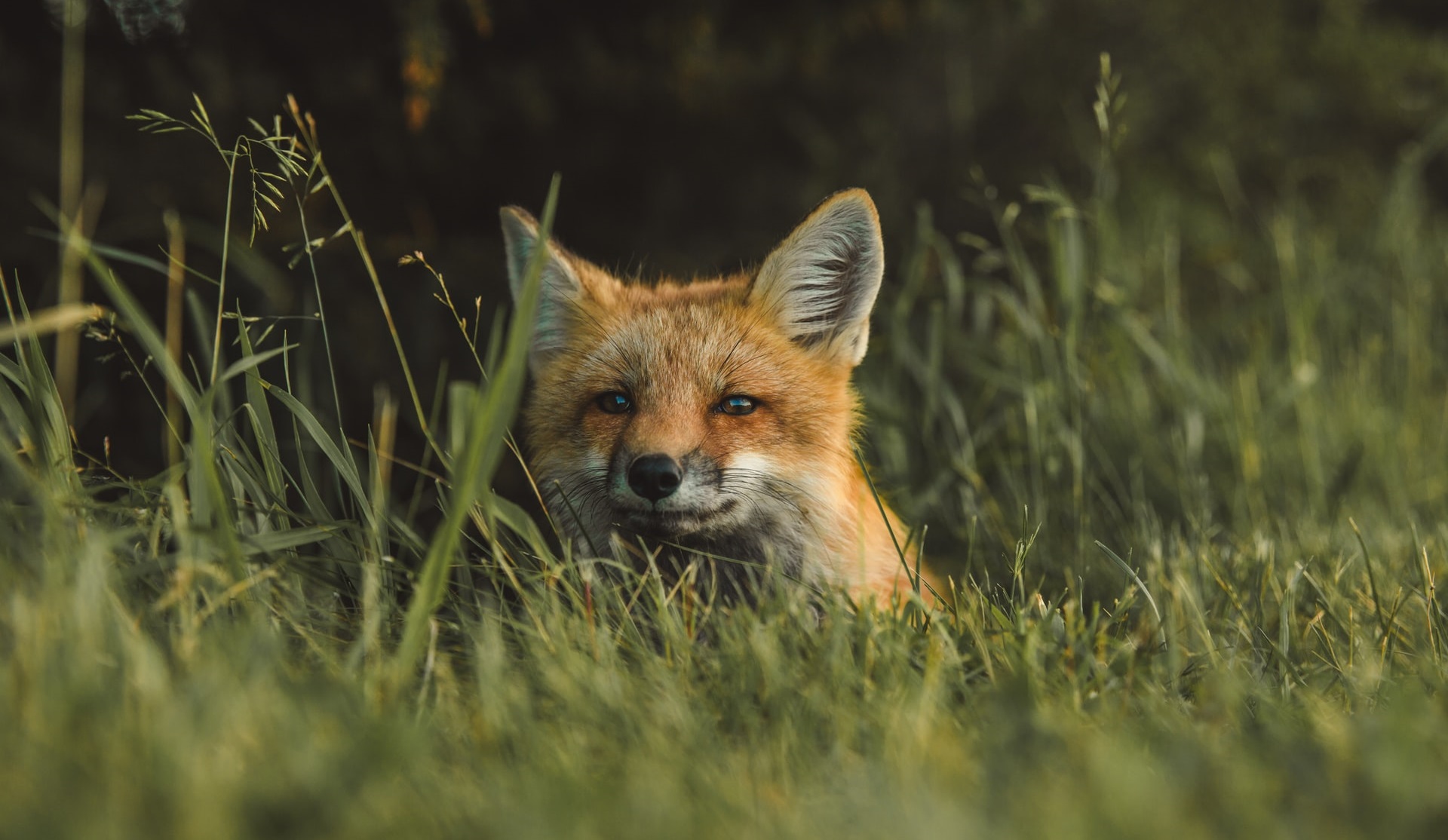 Fox hiding in grass