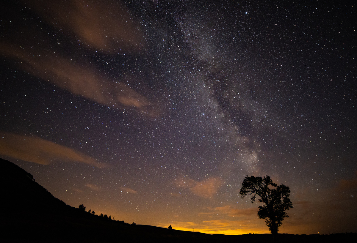 Silhouette of an ash tree against a starry sky