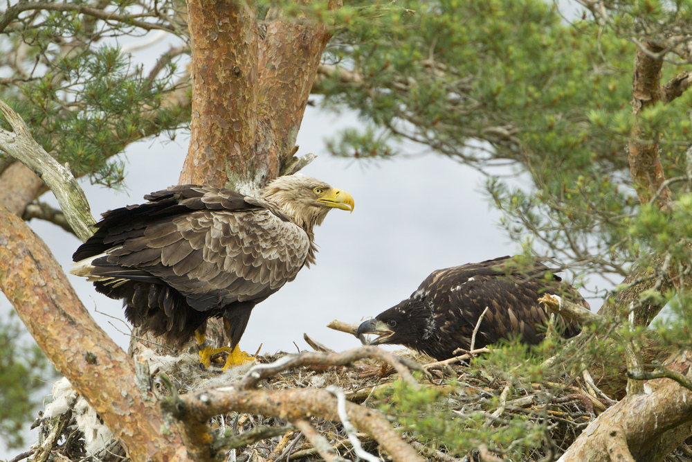 Two large sea eagles in a nest