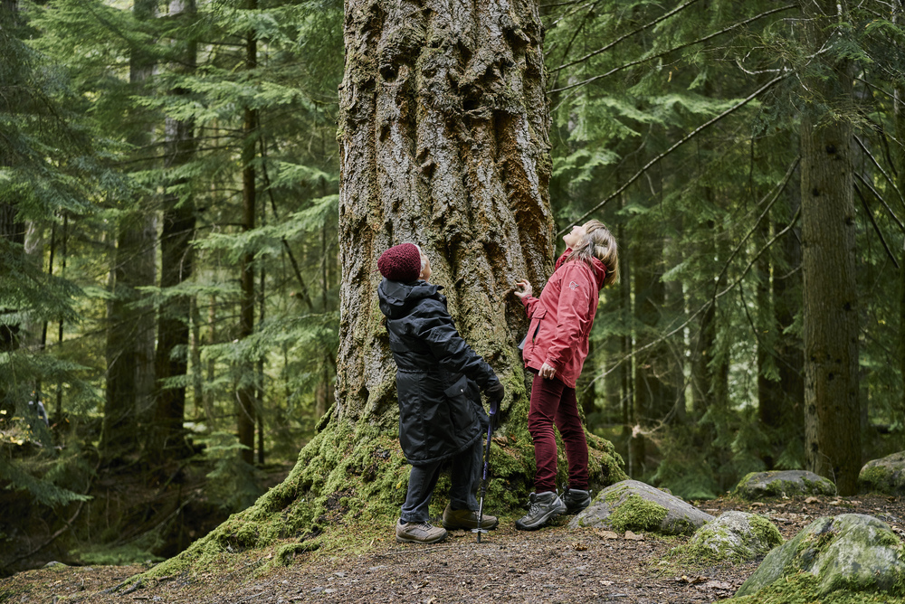 Two women looking upwards at an enormous tree trunk