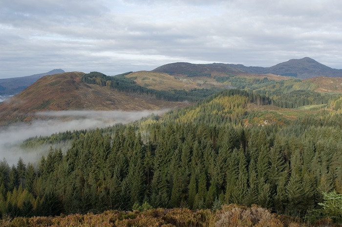 Mist amongst forest and hills