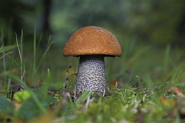 Close up of red and grey toadstool among green grass