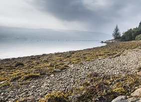 Seaweed covered pebble beach