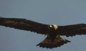 A white-tailed eagle flying in a clear sky