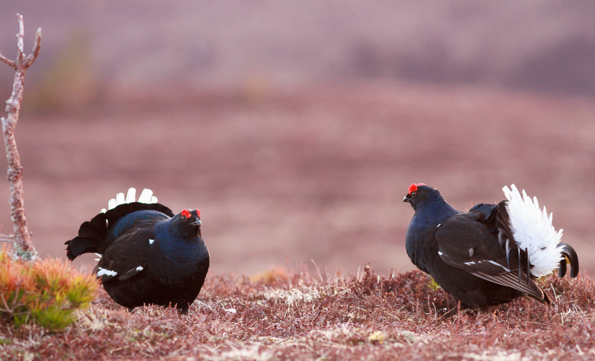 Two black grouse