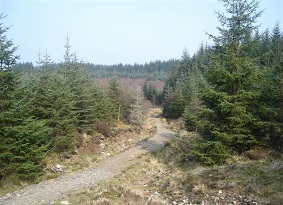 Path through Fearnoch forest