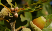 Close-up of oak leaves and acorns