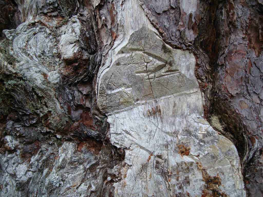 A close up of an axe mark on an old pine tree where someone would have tried to tap resin from the tree.
