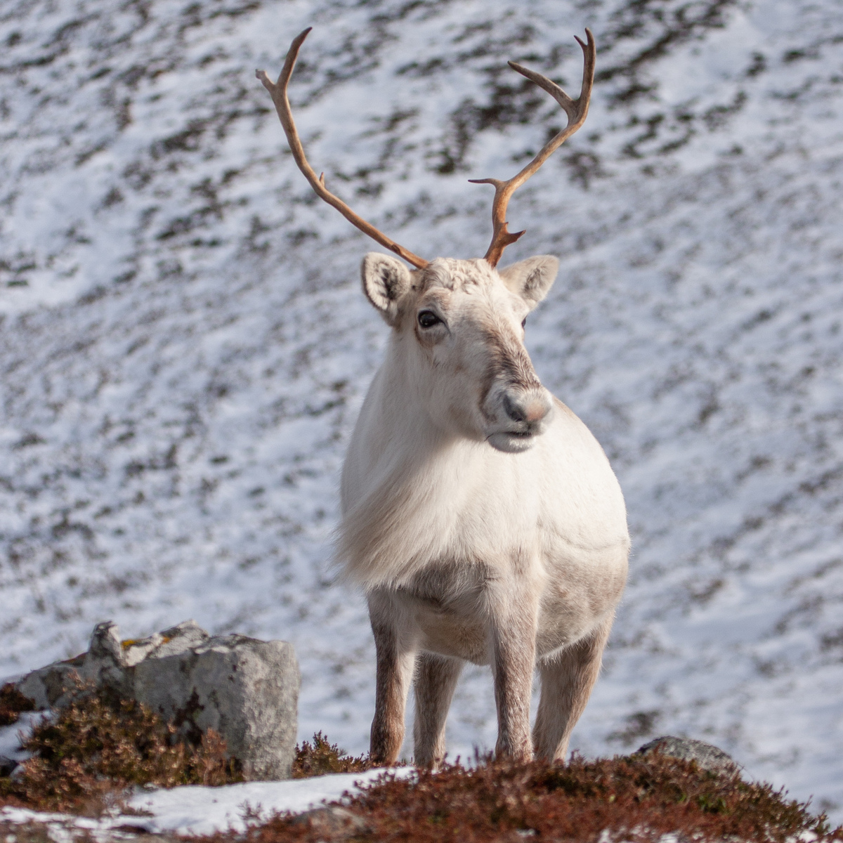 Reindeer with pale winter fur