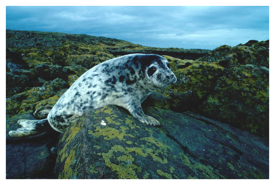 a lone seal sitting on a lichen covered rock. 