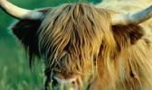 Close-up of a Highland cow
