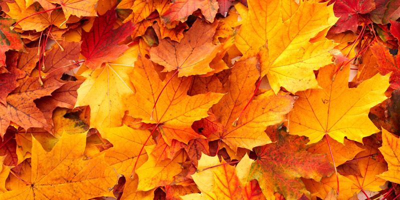 Close up of yellow and red tree leaves lying on ground