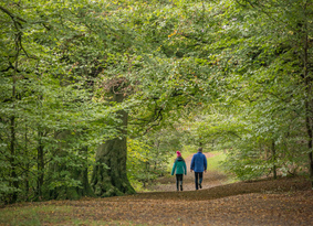 Two people walking away from camera along a wide woodland path