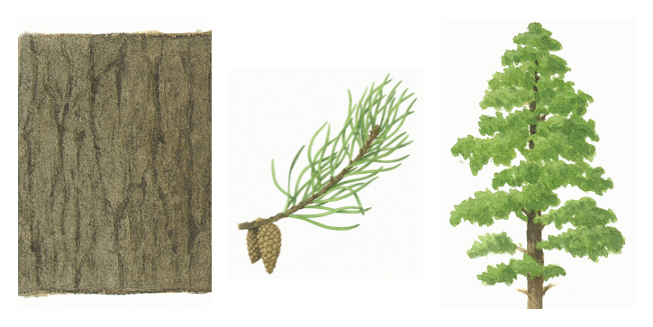 Botanical drawings of corsican pine