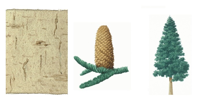 Botanical drawings of noble fir
