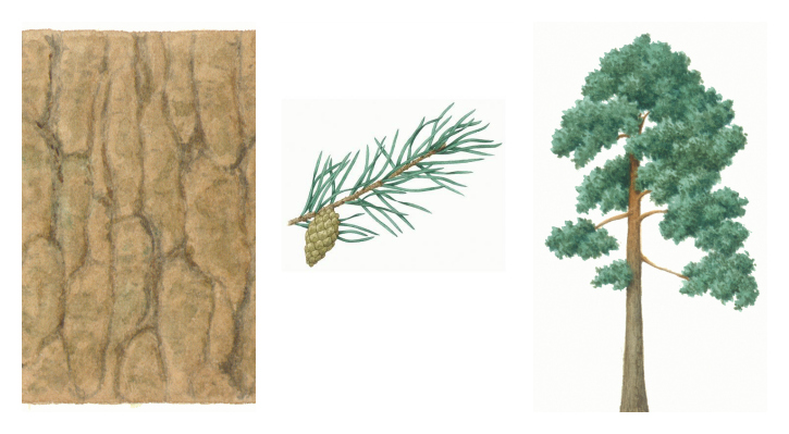 Botanical drawings of scots pine