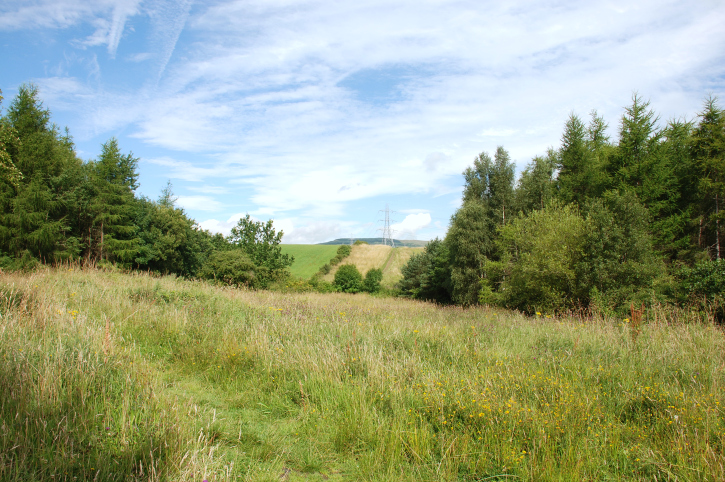 field and trees at cleddans burn