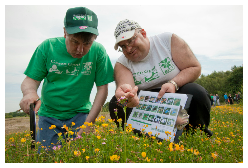 Two conservationists bend over to search through a patch of wildflowers for butterflies. One is holding a butterfly identification card. 