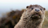 Close-up of an otter looking towards camera