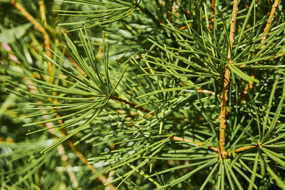 Image of pine needles