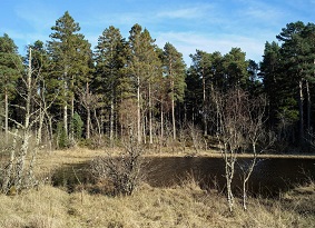 Loch surrounded by grass boundary and trees