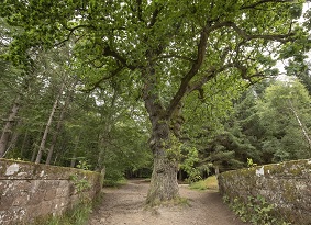 Tree blocking the path on a stone bridge