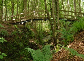 A wooden footbridge over a woodland gully