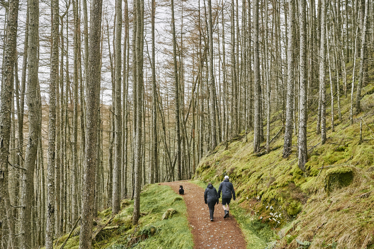 Two people walking along a path surrounded by tall conifer tree trunks