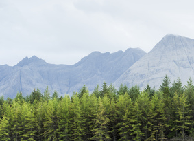 Jagged mountains above conifer trees