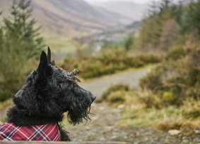 Scottish terrier on a woodland path