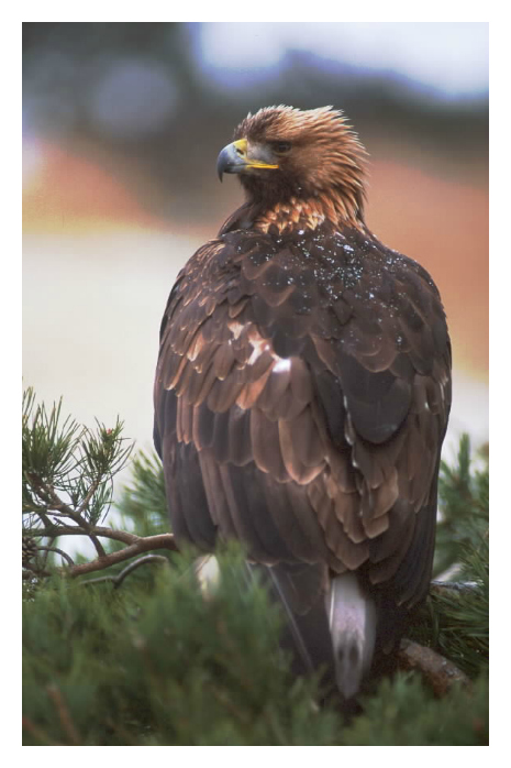 A golden eagle perched in a pine tree. 