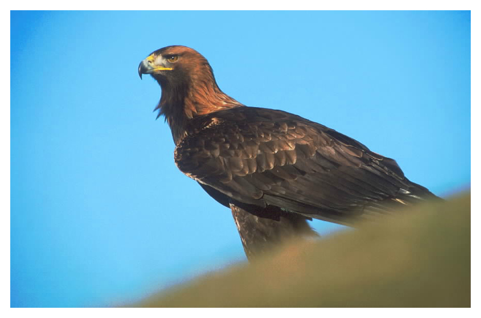 A golden eagle perched up high, with a blue sky and a blurred out block in the front corner. 